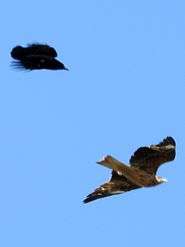 Crow chasing Black Kite