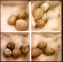 photo of box of cuckoo and reed warbler eggs