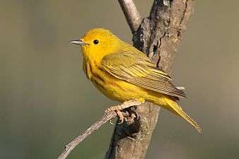 A yellow bird perching on a twig