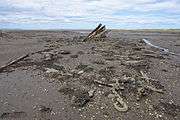The remains of a ship, it's ribs remain sticking out of the sand