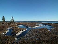 Tidal shoreline decorated with spruce trees