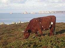 a small red-coated cow grazing by the sea