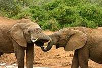 Elephant mating ritual.jpg