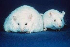 Two white mice both with similar sized ears, black eyes, and pink noses: The body of the mouse on the left, however, is about three times the width of the normal-sized mouse on the right.