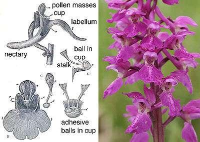 photograph of a spire of purple flowers, and drawing showing the working parts of the flower