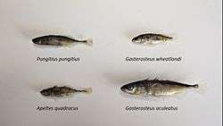 Four species of stickleback on a white background, names displayed below.