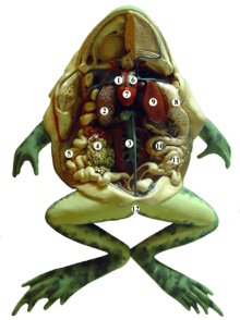 Dissected frog