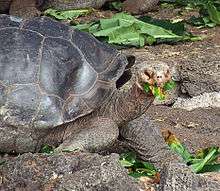 An adult tortoise with a mouthful of green leaves.