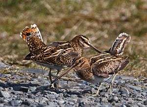  Two common snipe standing next to each other