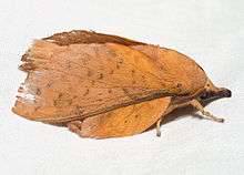 A brown moth with prominent snout on a white horizontal surface.