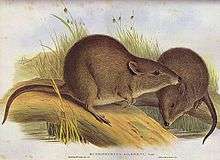 Gould lithograph of a pair of Gilbert's Potoroos