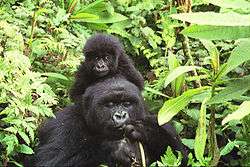 Photograph depicting female adult gorilla with a baby on her shoulders, surrounded by green foliage