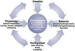 Picture showing how genes, the environment and physiology interact with development, in the context of alcohol abuse