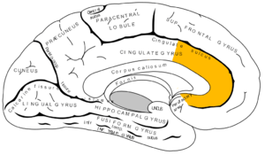 Gray727_anterior_cingulate_cortex.png