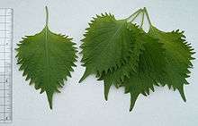 green shiso leaves