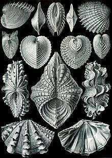 Ernst Haeckel's "Acephala"