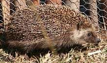 Southern African hedgehog seen from the right