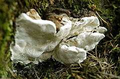 A white bracket fungus
