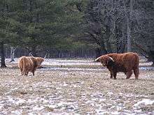 Hieland Cows near Hieland Furnace