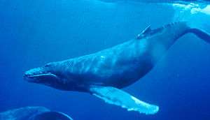A whale swims horizontally underwater near the surface, with long front flippers extended. A second whale appears in the bottom left corner of the photograph, slightly out of shot.