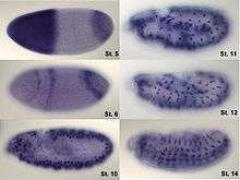 Visualization of hunchback mRNA in Drosophila embryo.