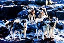  A group of eight dogs, all with thich fur, pointed ears and sharp snouts, standing on rocks covered with a light snowfall