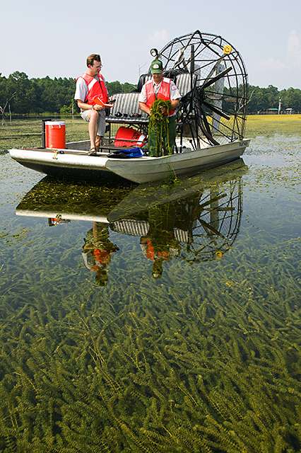 Two men with bright orange life jackets on an airboat in water with abundant plant growth visible below