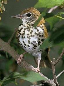 A bird with a brown back and speckles on a white chest sits facing forward on a branch in the underbrush