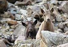 Wild animals of Ladakh
