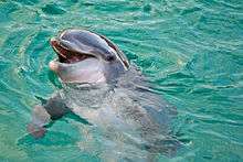 Dolphin partially submerged with its head out of the water