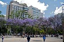Jacarandas in bloom at Plaza Miserere, Buenos Aires during Spring