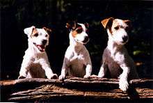 "Three mostly white terriers with different markings stand up over a log"