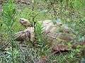 Jackson Zoo Spur Thigh Tortoise.jpg
