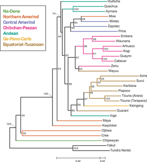 A language map with color. Branch lengths are scaled according to genetic distance, but for ease of visualization, a different scale is used on the left and right sides of the middle tick mark at the bottom of the figure. The tree was rooted along the branch connecting the Siberian populations and the Native American populations, and for convenience, the forced bootstrap score of 100% for this rooting is indicated twice. In the neighbor-joining tree, a reasonably well-supported cluster (86%) includes all non-Andean South American populations, together with the Andean-speaking Inga population from southern Colombia. Within this South American cluster, strong support exists for separate clustering of Chibchan–Paezan (97%) and Equatorial–Tucanoan (96%) speakers (except for the inclusion of the Equatorial–Tucanoan Wayuu population with its Chibchan–Paezan geographic neighbors, and the inclusion of Kaingang, the single Ge–Pano–Carib population, with its Equatorial–Tucanoan geographic neighbors). Within the Chibchan–Paezan and Equatorial–Tucanoan subclusters several subgroups have strong support, including Embera and Waunana (96%), Arhuaco and Kogi (100%), Cabecar and Guaymi (100%), and the two Ticuna groups (100%). When the tree-based clustering is repeated with alternate genetic distance measures, despite the high Mantel correlation coefficients between distance matrices (0.98, 0.98, and 0.99 for comparisons of the Nei and Reynolds matrices, the Nei and chord matrices, and the Reynolds and chord matrices, respectively), higher-level groupings tend to differ slightly or to have reduced bootstrap support.