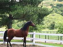 bay horse, looking toward the right, standing still