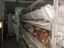 Chickens in cramped conditions