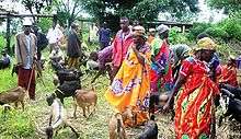 women in colorful dresses tending goats