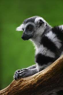 Ring-tailed lemur resting with hands on wooden branch