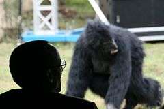 Silhouette view of Kagame from behind, with an out of focus mountain gorilla visible in the background