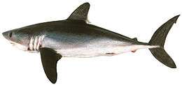 Side view of a blue-gray shark