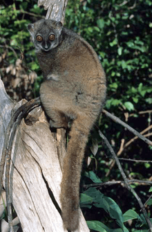 Sahamalaza sportive lemur clinging to the side of a dead tree