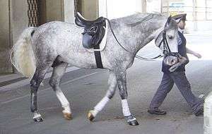 A gray horse with a saddle, being led