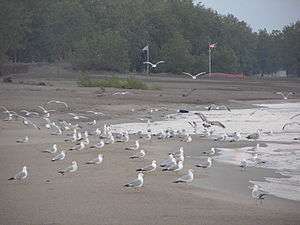 A flock of gulls on the beach.