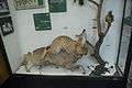 Lynx lynx&Capreolus capreolusBelarusian Nature and Environment Museum.JPG