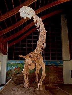  Malawisaurus (Malawi lizard) on display at the Cultural Museum Centre Karonga