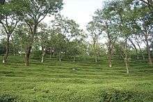 Mann Tea Estate, Dharmsala Tea Company.