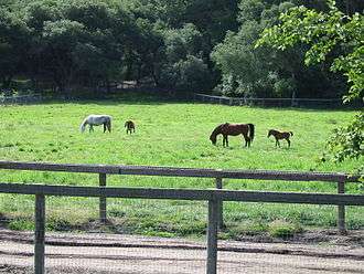 Mares and foals in a wood-fenced green field, tall hills in the background