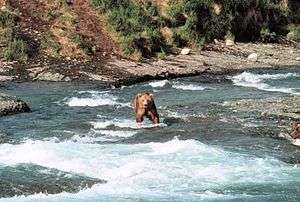 A bear standing in a rushing steam with rocky banks