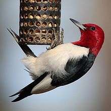 A woodpecker with a red head, black back and white belly and tail curves itself around the bottom of a bird feeder