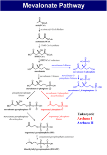 The biosynthesis process of isoprenoids